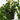 Artificial Ficus Hanging Plant in Pot - H46 x Ø20 cm - Green - Richtjehuisin.nl