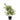 Kunstplant - Chamaedorea - In Pot - Plastiek - Groen/ Zwart - S